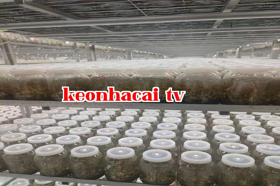 Đèn phát triển vi sinh 08.jpg