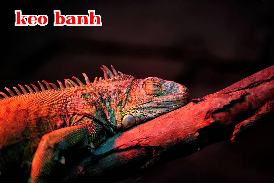 Bổ sung ánh sáng cho động thực vật