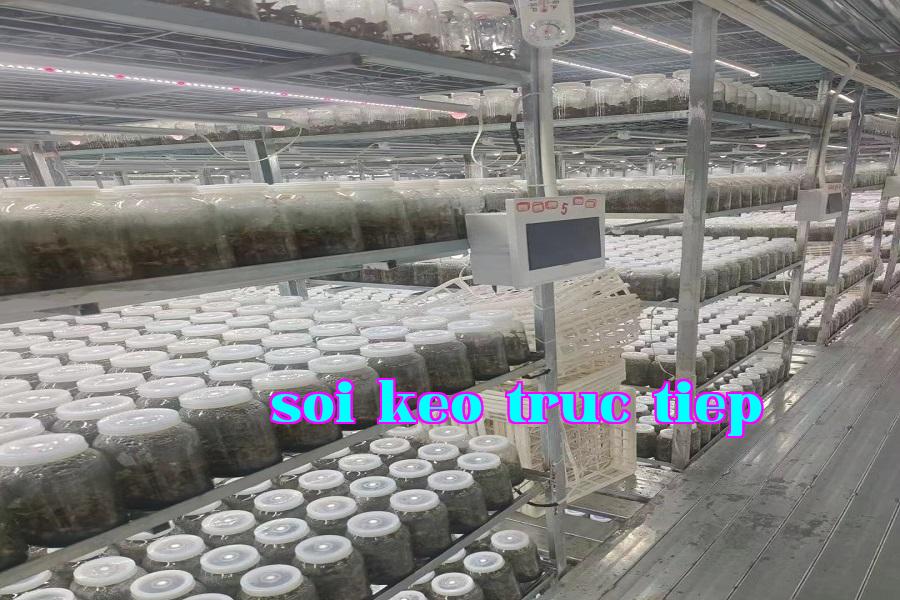 Đèn phát triển thực vật 08.jpg