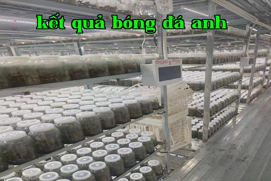 Đèn tăng trưởng cây 02