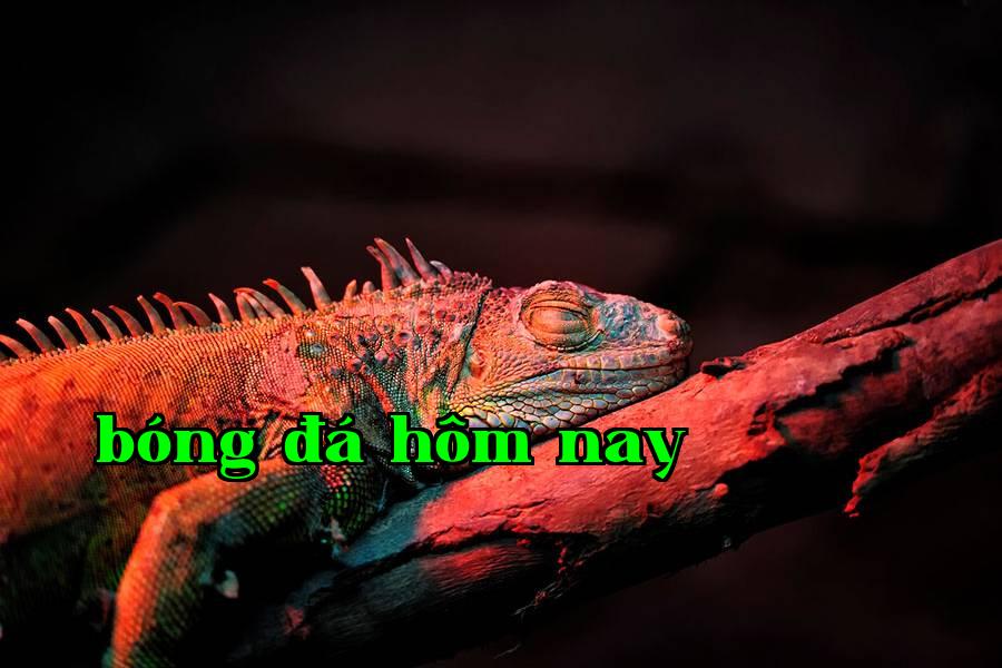 Bổ sung ánh sáng cho động thực vật 01