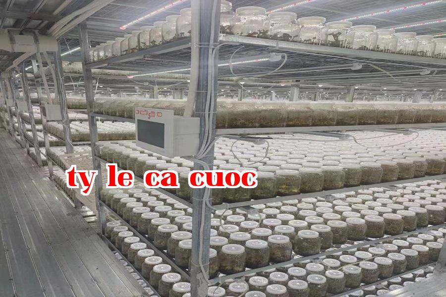 Đèn phát triển thực vật 07.jpg