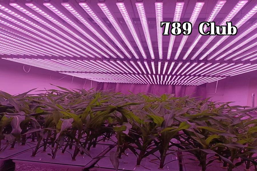 Bổ sung ánh sáng cho cây trồng 01
